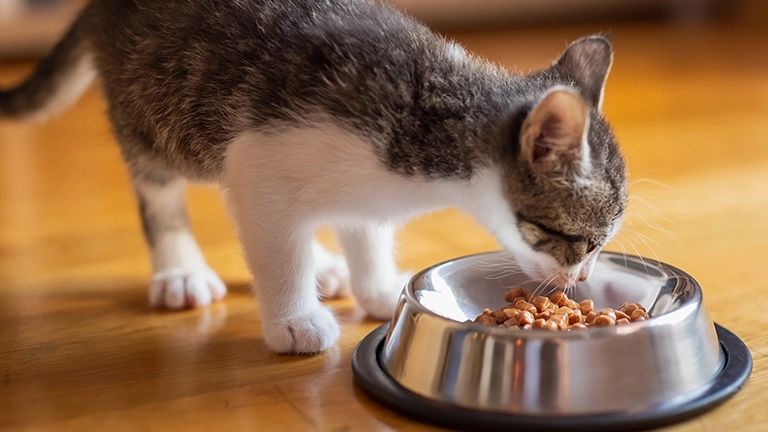 Nutrisi dan Kebutuhan Dasar kucing