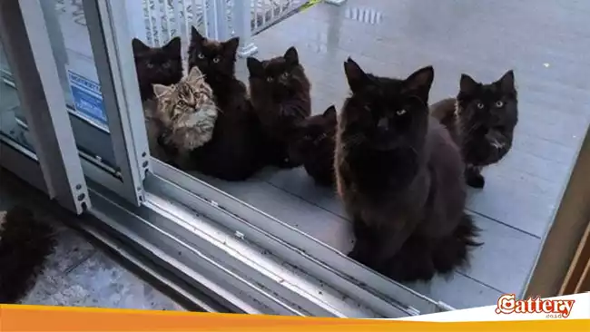 Organize a charity event by feeding cats at animal shelters or abandoned cats on the streets!