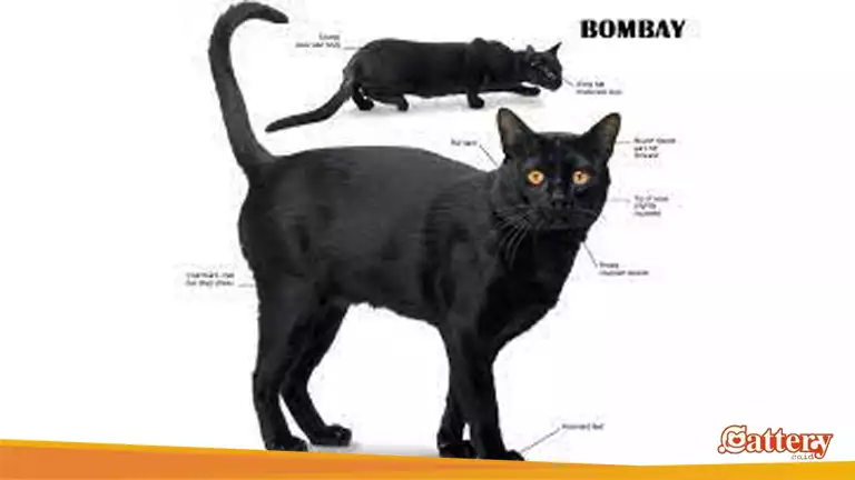 Sejarah-Kucing-Bombay-Cat
