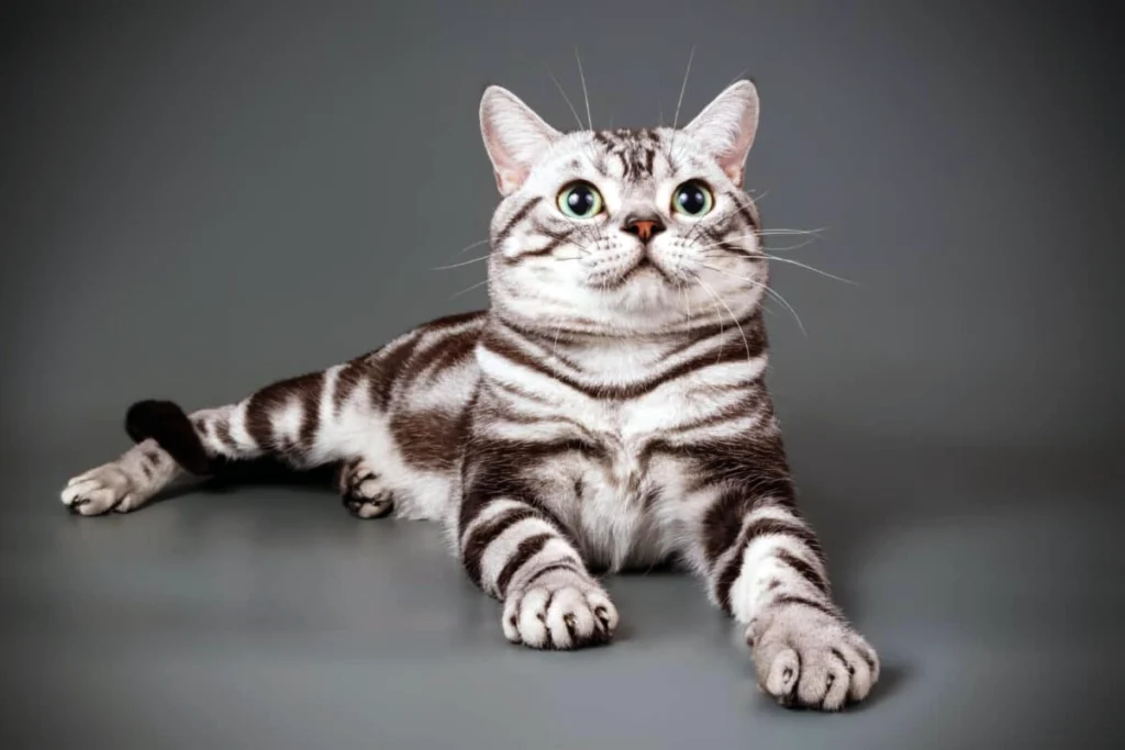 Kucing Termahal Di Dunia - American Shorthair