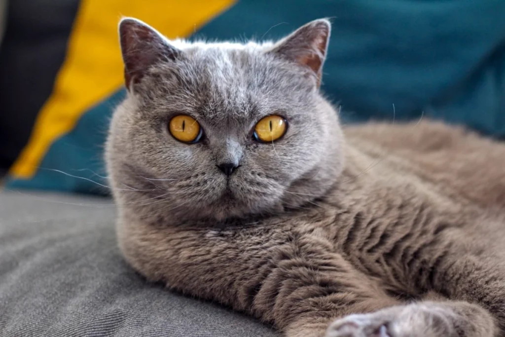 Kucing Termahal Di Dunia - British Shorthair