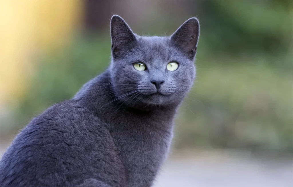 Kucing Termahal Di Dunia - Russian Blue