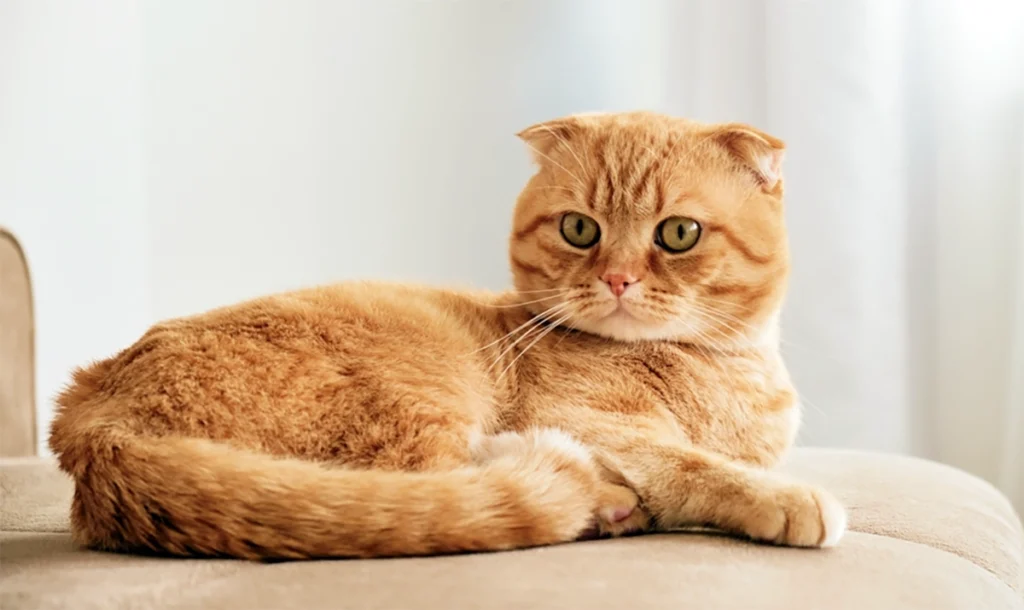 Kucing Termahal Di Dunia - Scottish Fold