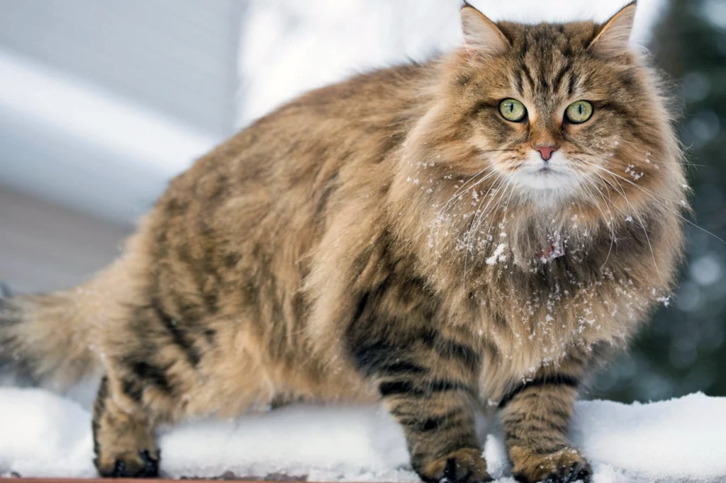 Kucing Termahal Di Dunia - Siberian