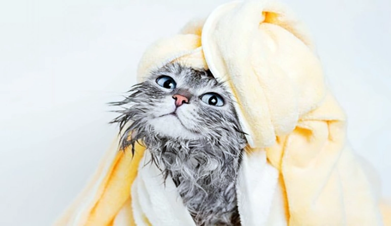 Mengeringkan kucing Persia dengan handuk lembut