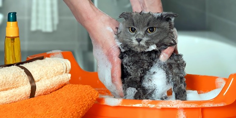 Menyikat bulu kucing Persia sebelum mandi