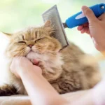 7 Tips Perawatan Grooming untuk Anak Kucing (Kitten)