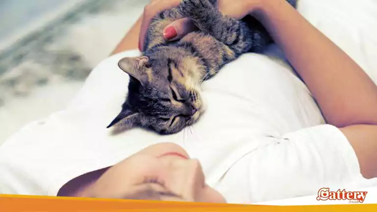 7 Pelajaran dari Kucing yang Mengajarkan Kita Tentang Arti Cinta