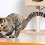 Old toys can help lower cat stress levels