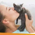 Apakah si Kucing Merasa Senang Jika Kita Cium?