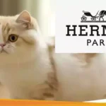 Bantuan Hermes kepada Para Kucing Besar di Seluruh Dunia!