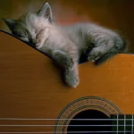 Cats and Guitars- Pameran Unik Antara Kucing dan Gitar oleh Kate Benjamin