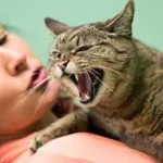 Bagaimana Cara Mengetahui Jika Kucing Sakit