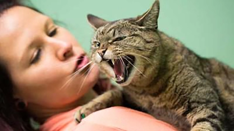 Bagaimana Cara Mengetahui Jika Kucing Sakit