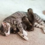 5 Fakta Penting Tentang Kucing dan Susu Sapi