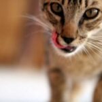 Senjata Kimia pada Kucing Ampuh Basmi Tikus
