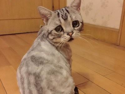 Yuk Kenalan Sama Luhu, Kucing Lucu dengan Muka Sedih