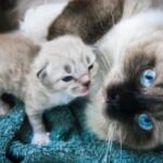 Cara Merawat Anak Kucing Usia Satu Bulan Pertama