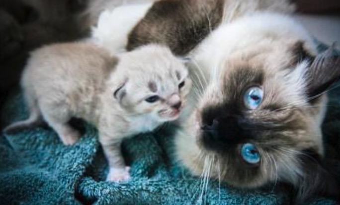 Cara Merawat Anak Kucing Usia Satu Bulan Pertama