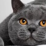 Kucing British Shorthair