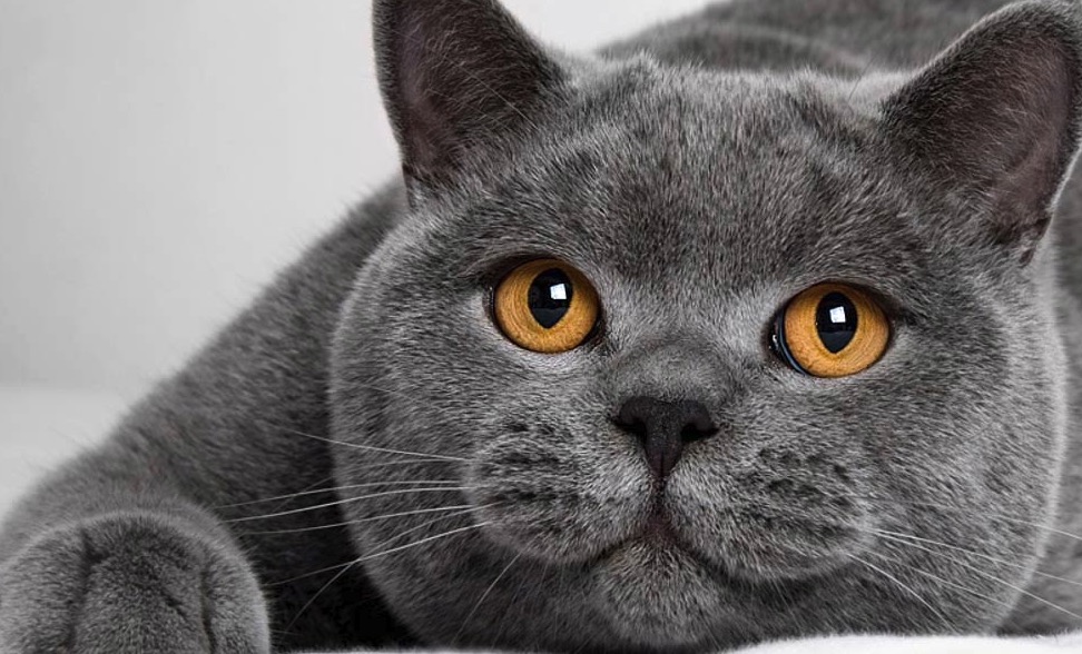 Kucing British Shorthair