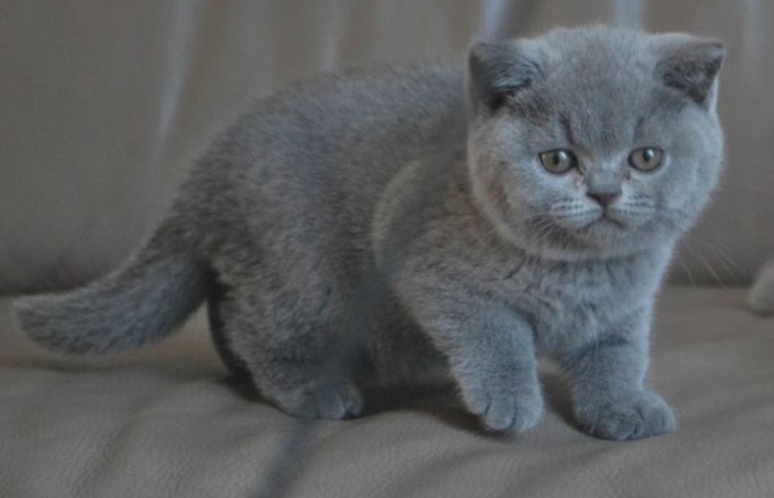 Melatih dan Sosialisasi Kucing British Shorthair