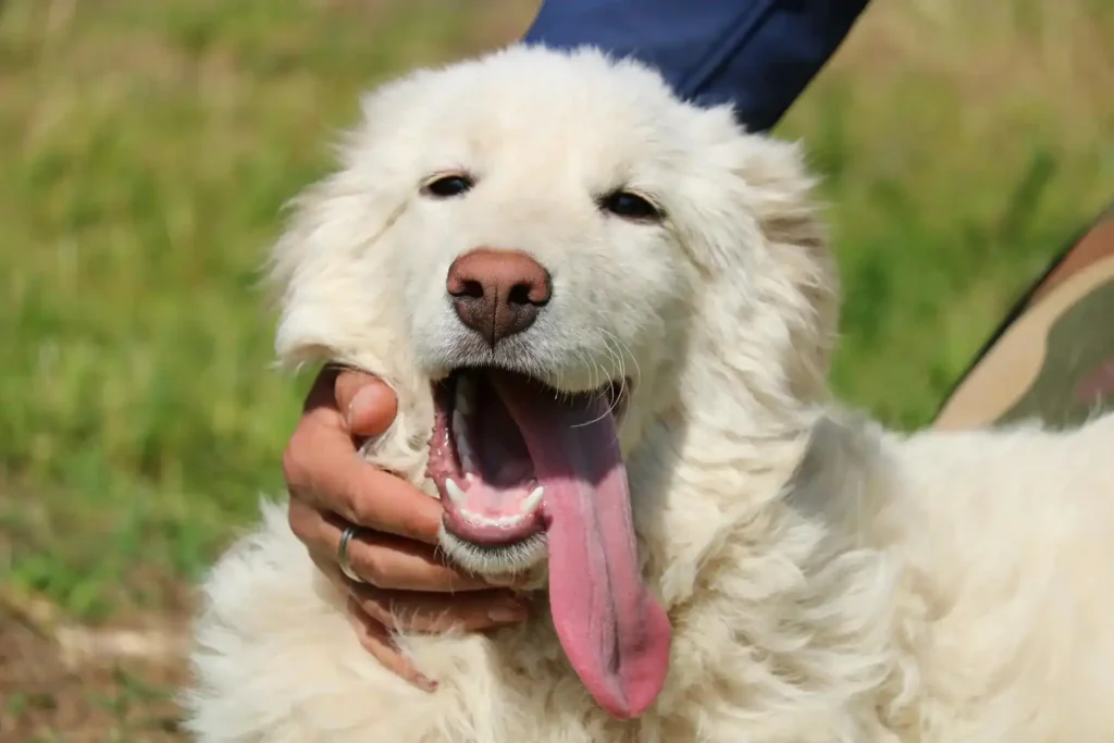 Maremma Sheepdog