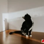 alasan kucing menatap kosong