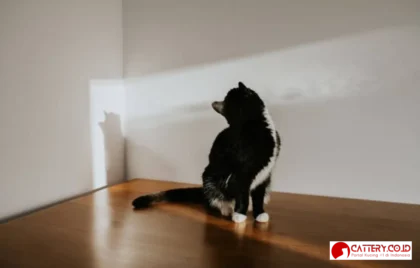alasan kucing menatap kosong