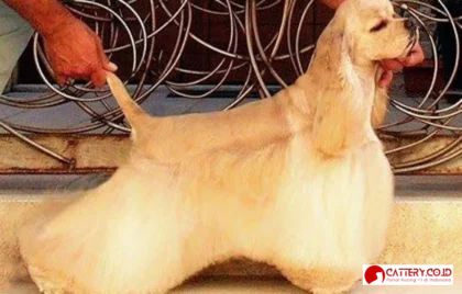 American Cocker Spaniel Indonesia
