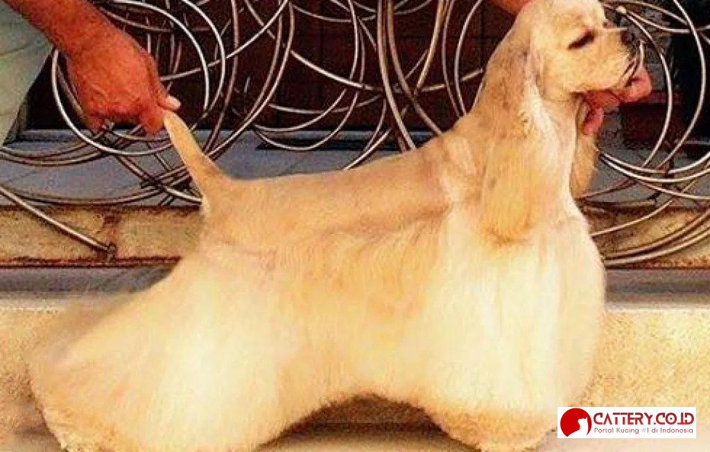 American Cocker Spaniel Indonesia
