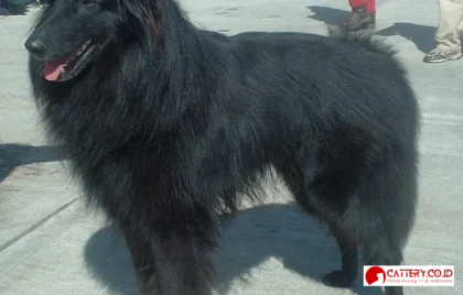 anjing gembala belgia groenendael