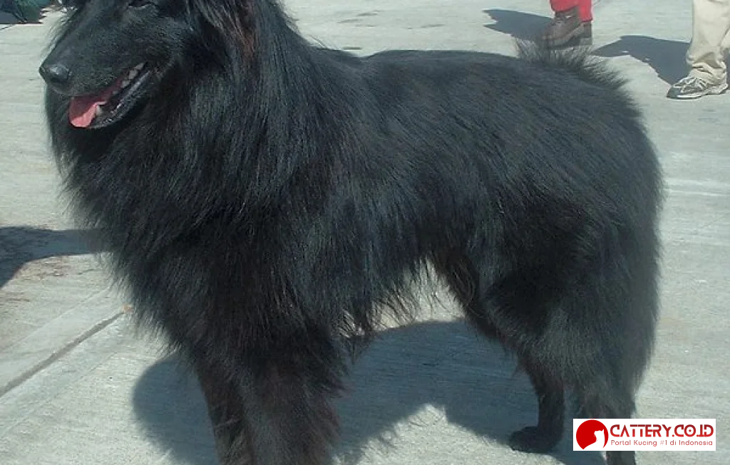 anjing gembala belgia groenendael