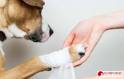 anjing mendadak pincang