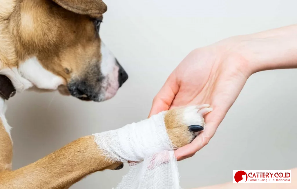 anjing mendadak pincang