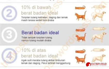 berat badan ideal kucing