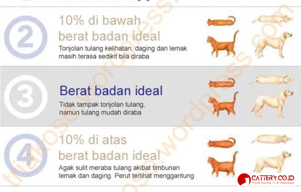 berat badan ideal kucing