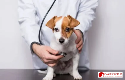 Biaya Dokter Hewan Cianjur