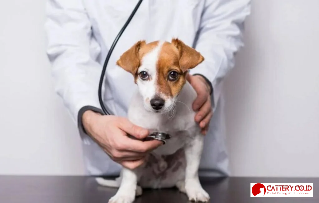 Biaya Dokter Hewan Cianjur