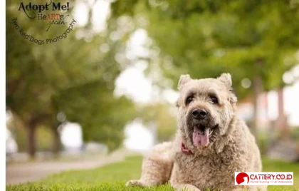 bouvier des flandres indonesia