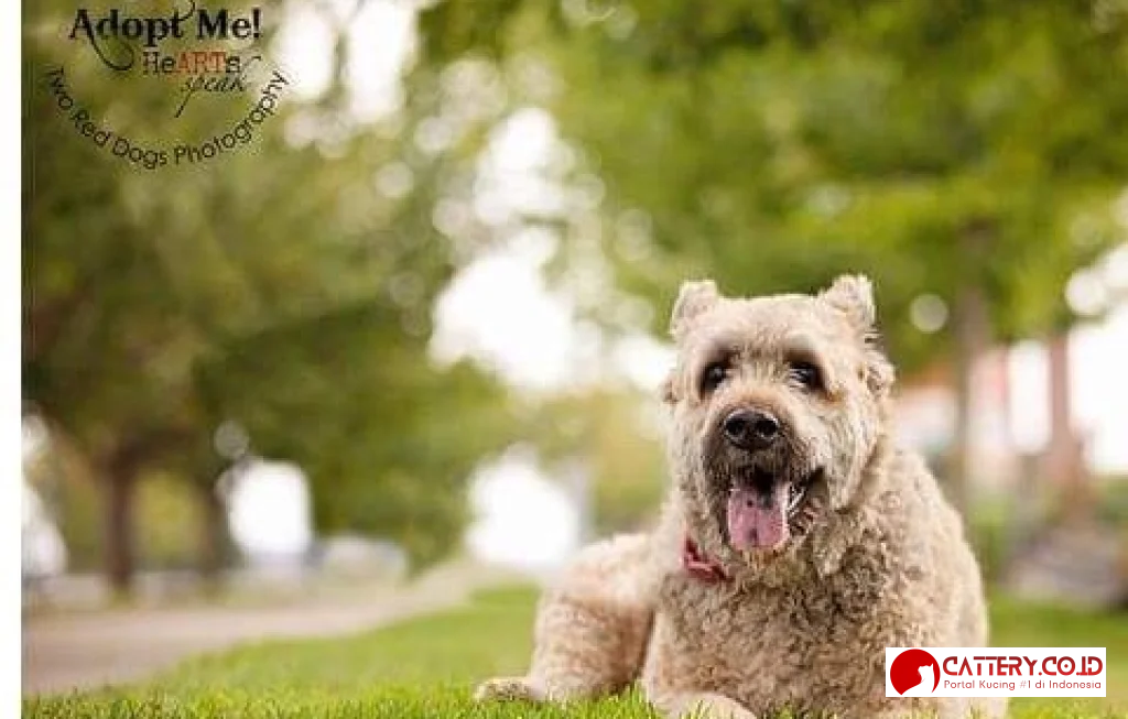 bouvier des flandres indonesia