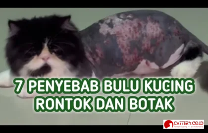 bulu kucing rontok parah