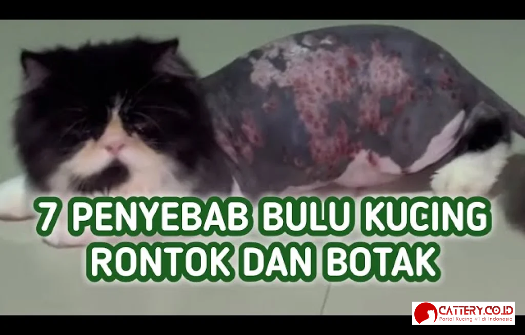 bulu kucing rontok parah