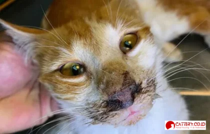 calicivirus pada kucing