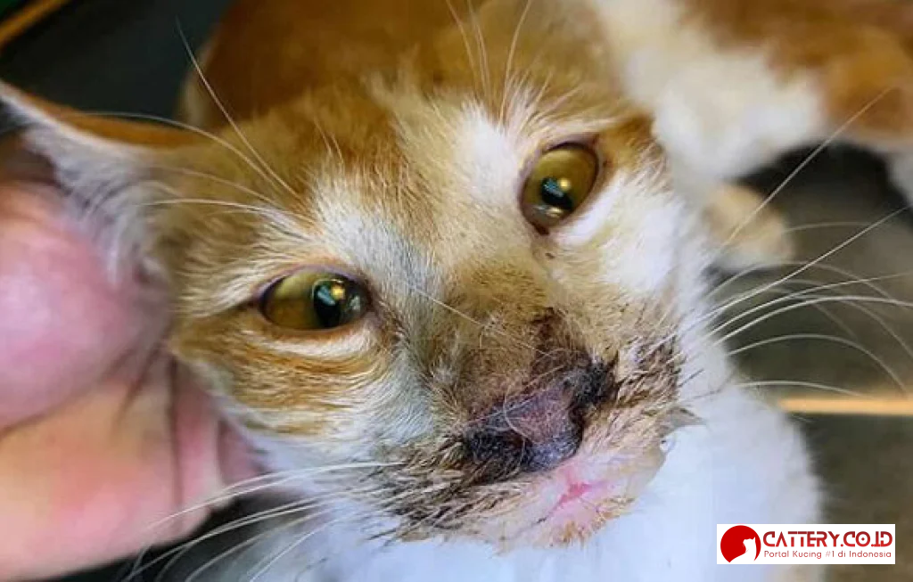 calicivirus pada kucing