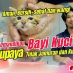 cara memandikan anak kucing