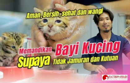 cara memandikan anak kucing