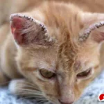 cara mengatasi kucing jamuran