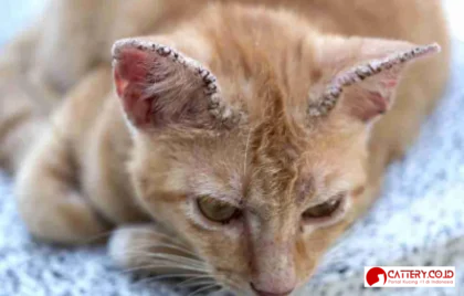 cara mengatasi kucing jamuran