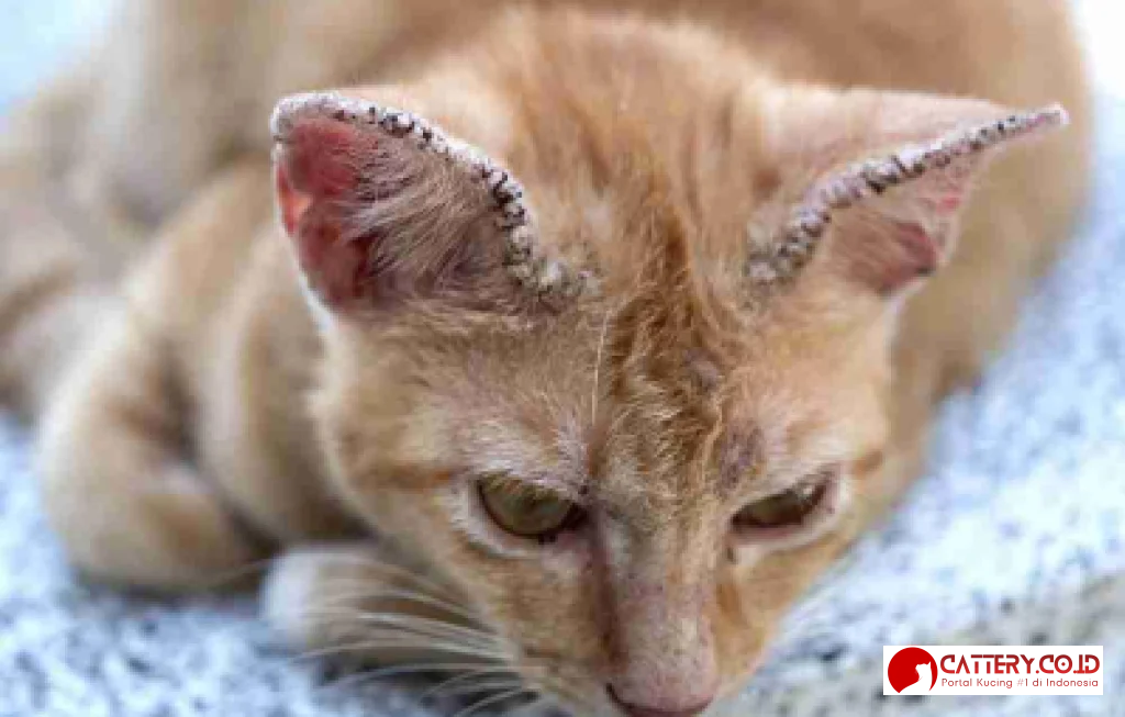 cara mengatasi kucing jamuran